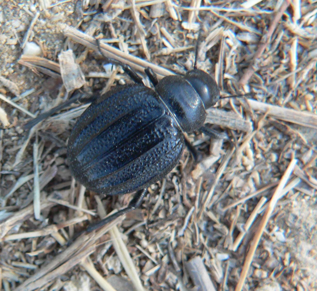 Tenebrionidae:  Pimelia grossa